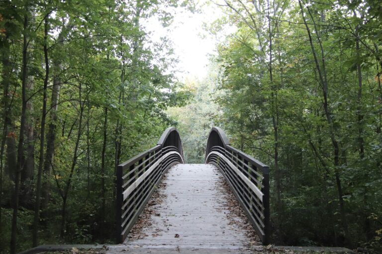 Bridge in forest